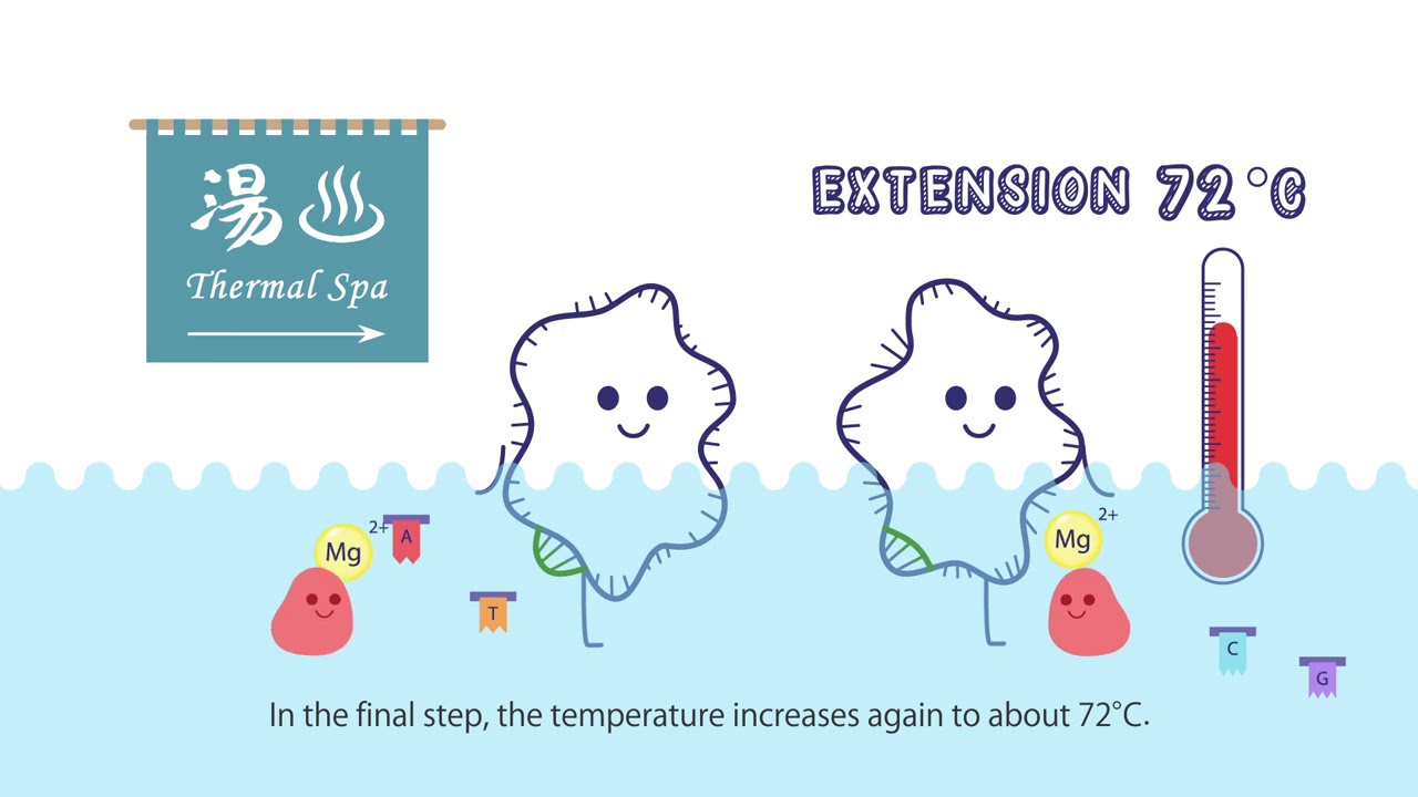 (6) Principles of polymerase chain reaction (animation)