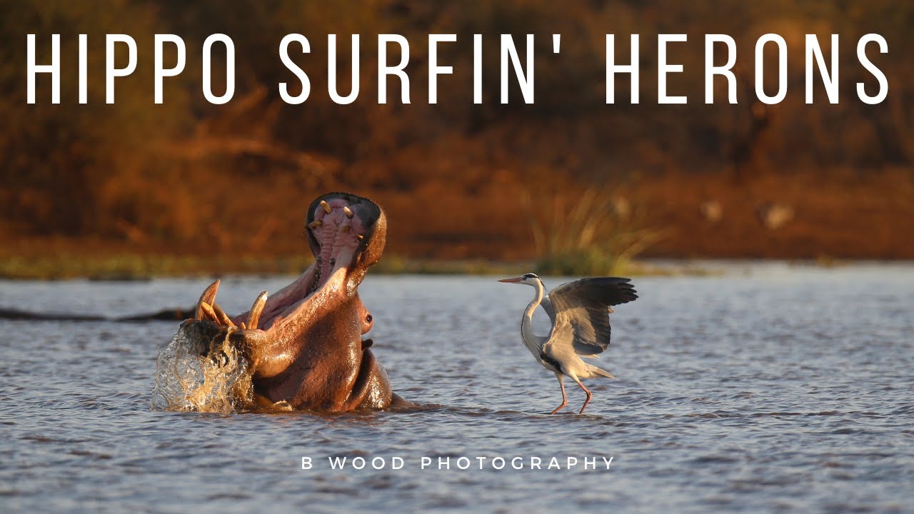 Hippo Surfin' Herons Kruger National Park, South Africa HD Video