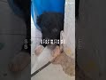 fofo