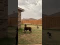 Two Dogs Hear Thunder And Run Away 