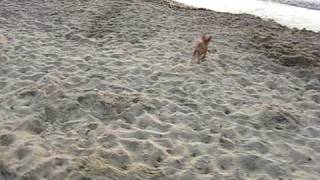 Six Fours Les Plages 2009