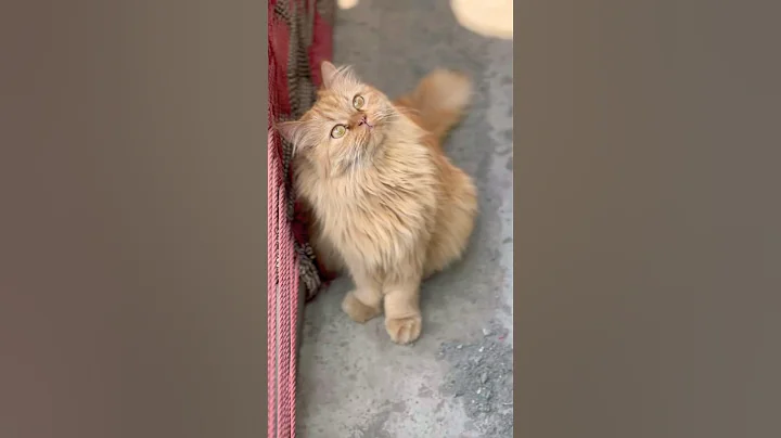 Video 11723441: persian cat meets, golden persian cat, persian cat sweet, beautiful persian cat