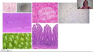 Multicellularity