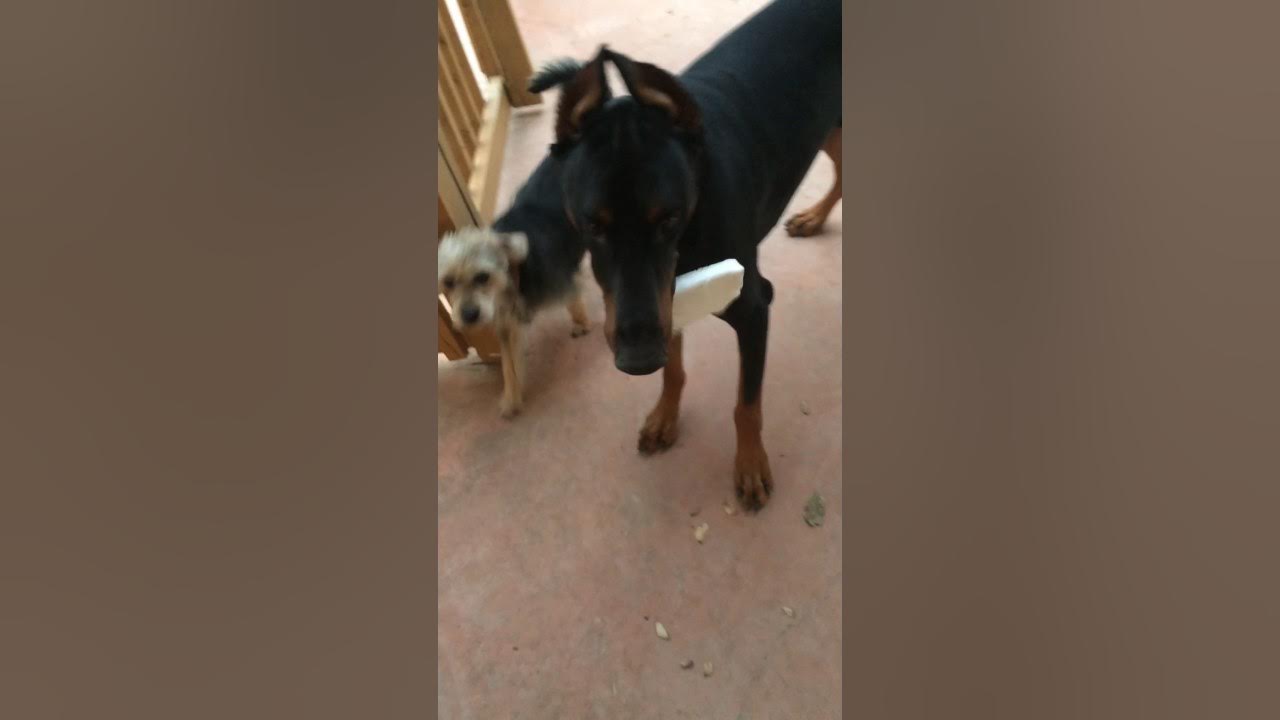 This dog wants to eat styrofoam YouTube