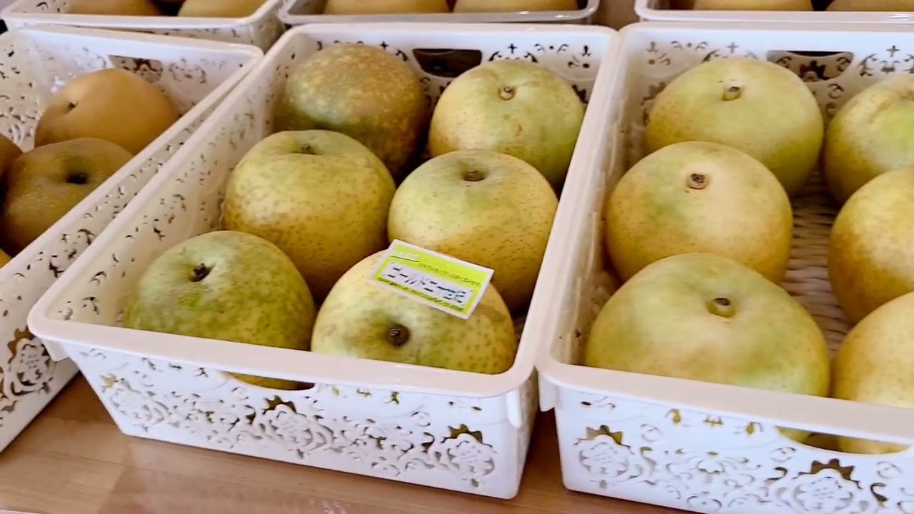 【梨が好きです】悴田梨園行ってきました！