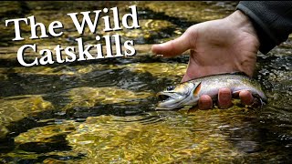 Big Wild Brook Trout  Catskill Mtns Fly Fishing