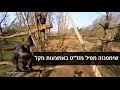 שימפנזה מפיל מזל&#39;&#39;ט שטס בשמי  גן החיות בארנהיים, הולנד   צילום  BURGER&#39;S ZOO רויטרס