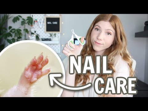 Video: Hur man trimmer din kattrotts naglar
