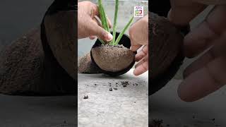 नरयल क छलक क कमलऐस पहल नह दख हगIncredible Coconut Shell