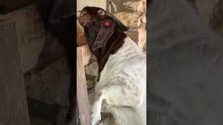 Itchy Ear Problems, Sheep Style