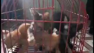 Paws Trailer Kitten Rumble