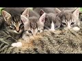 Kattefødsel og killinger. Cat giving birth. Cute cats and kittens