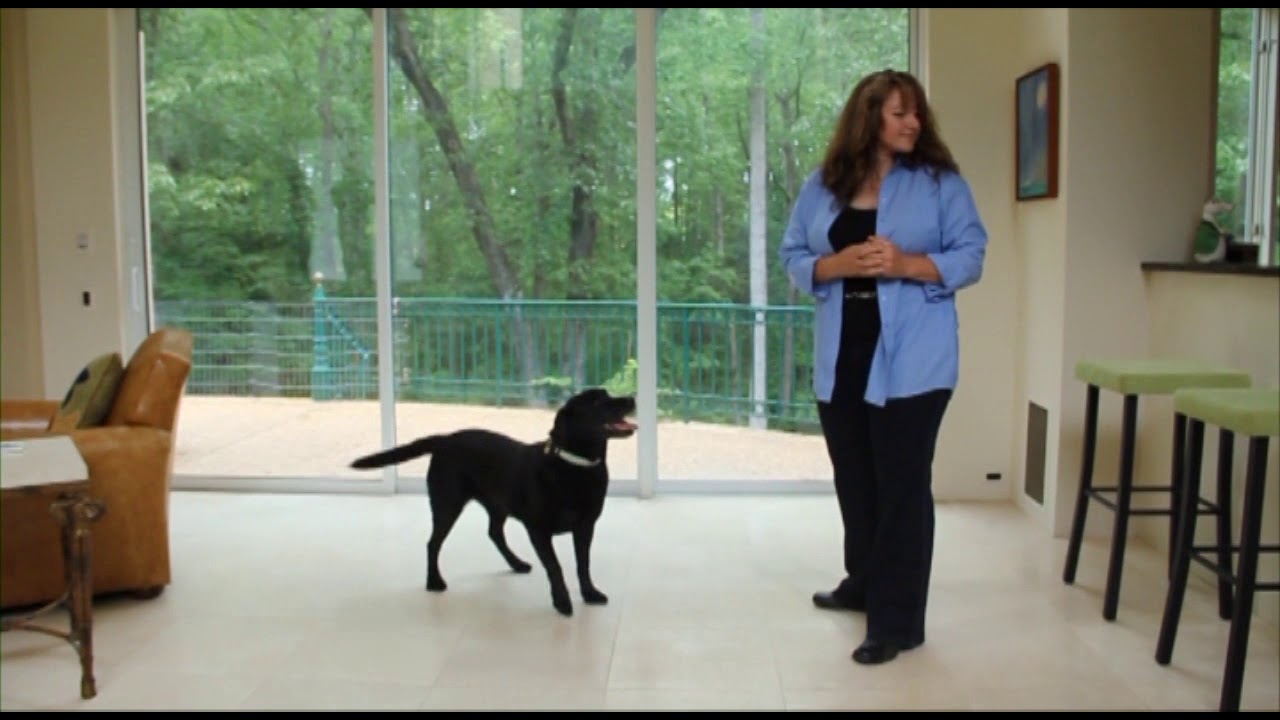 Four paws on the floor to gain access to a favorite toy