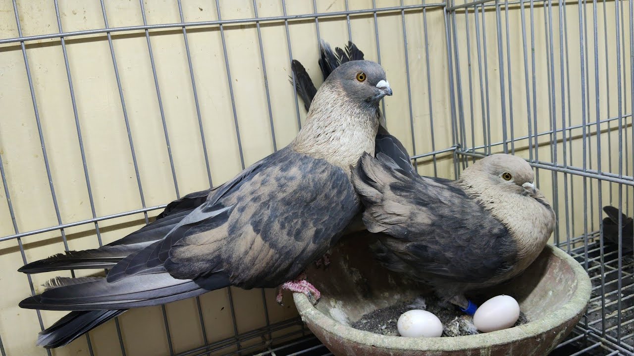 موجود مجموعه حمام🎁 غزار واستراليات و زاجل و شقلباظات عند اخويا احمد خلف +201026759397