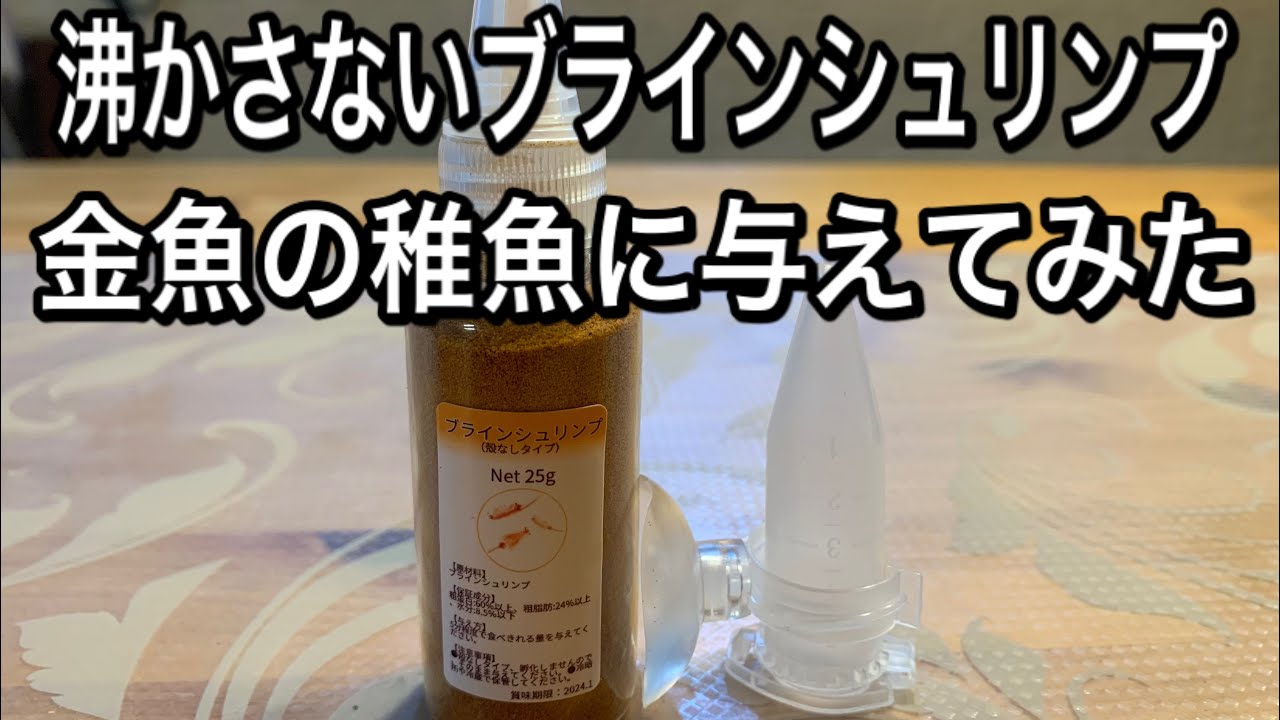 沸かさないブラインシュリンプを金魚の稚魚に与えてみる Youtube