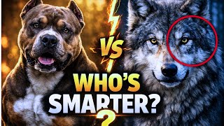 Wolves vs Dogs: Who’s Actually Smarter? (Shocking Truth)
