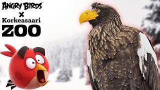 Red Meets the Steller's Sea Eagle 🦅 | Angry Birds Feathery Friends at Korkeasaari Zoo