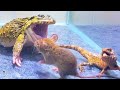 Asian bullfrog with angry tree lizard and mouse asian bullfrog live feeding