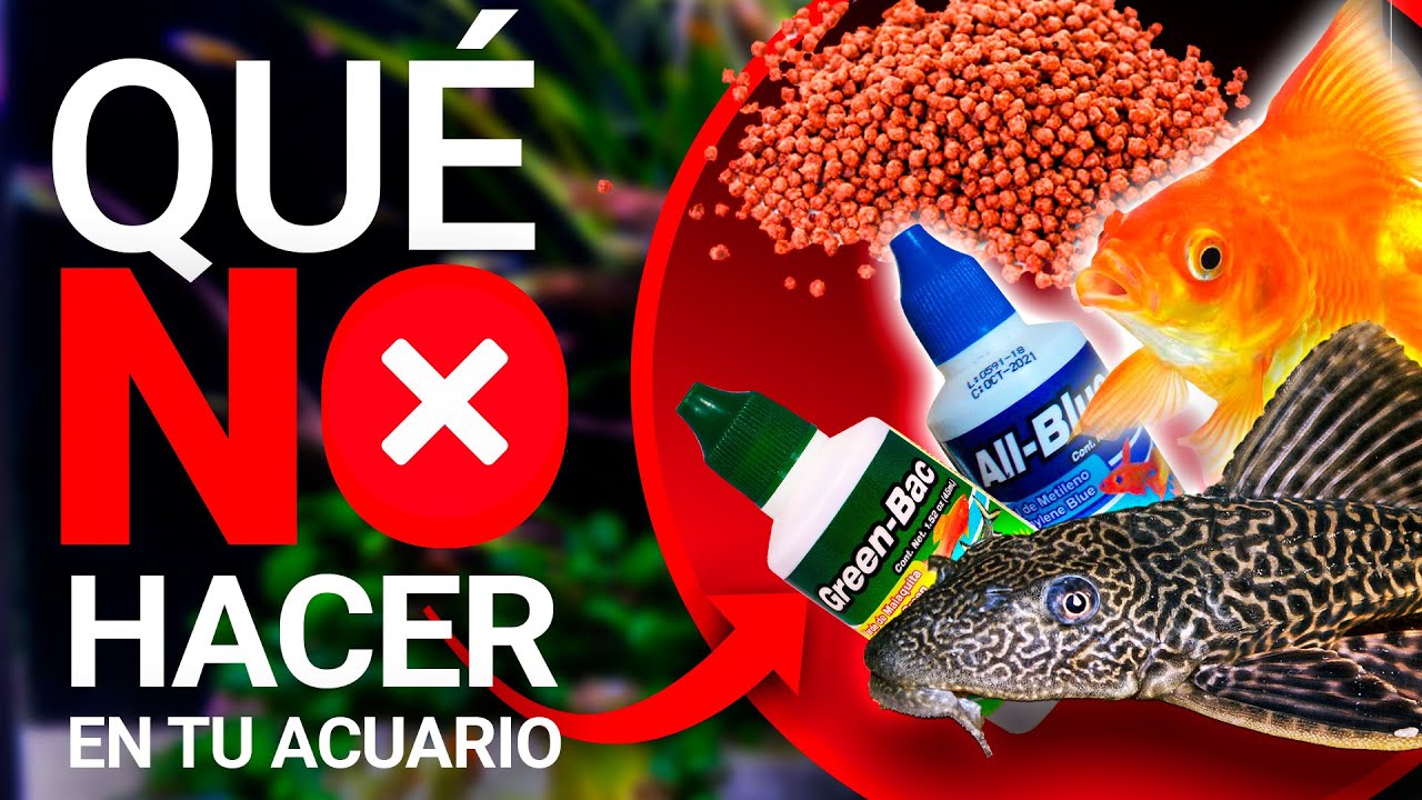 ERRORES que NO debes cometer en tu ACUARIO