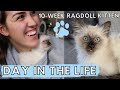 What It's REALLY like to Own a RAGDOLL KITTEN! (Day in the Life) 🐱 Ep. 1