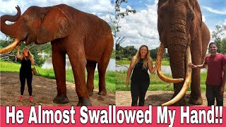 The Elephant Cafe | Livingstone, Zambia | With Uma Telugu Traveller