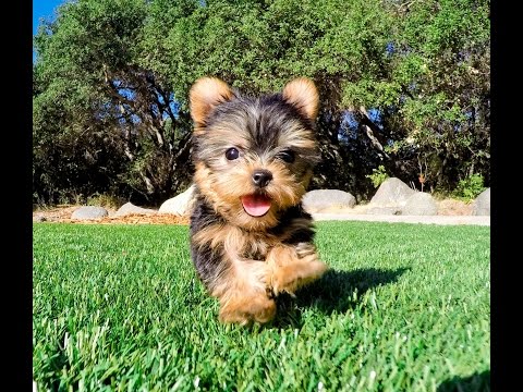 Video: Jinsi Ya Kulisha Mtoto Wako Wa Yorkshire Terrier