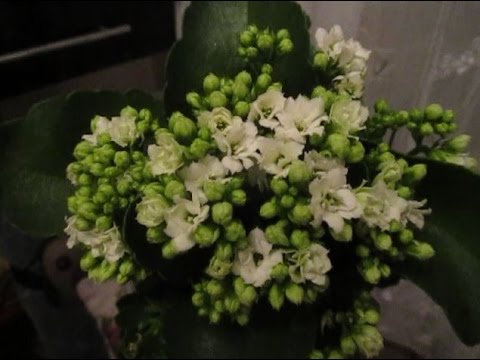 "Каланхоэ Блоссфельда-10. Пеньки ушли! Белые цветы – новинка"