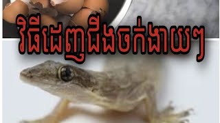 វិធី6យ៉ាងដេញសត្វជីងចក់ងាយៗ