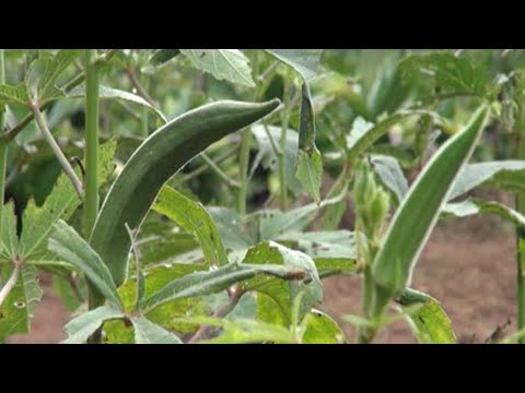Vidéo: Informations sur la pourriture de l'épi du maïs - En savoir plus sur les maladies courantes de la pourriture de l'épi du maïs
