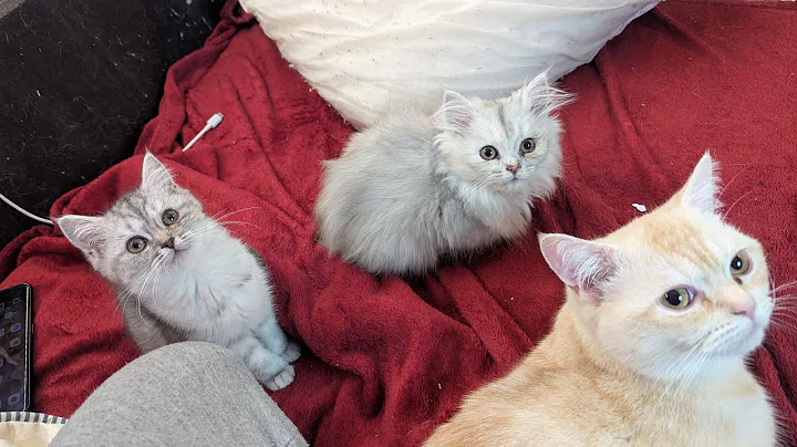 Video 11707941: kittens cutecat catlife catlover, catlovers kitten cats catlife, catlife cutecats funnycats catlove, cute kittens playing