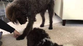 How to train a dog to pose by Kate Friedl 75 views 8 years ago 3 minutes, 6 seconds