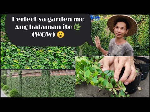 Video: Woolly Thyme Care - Paano Palaguin ang Woolly Thyme Plants