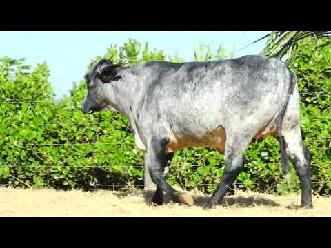 LOTE 51  ANALU MARLIN F.CONGONHAS 1368CD