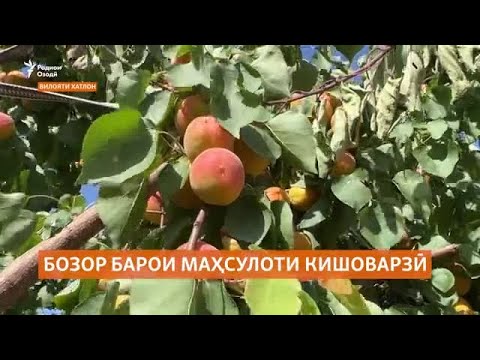 Кишоварзони хатлонӣ барои содироти маҳсулоташон бозор меҷӯянд