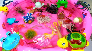 Động Vật Dễ Thương,Âm Thanh Động Vật,Cá Mập,Cá Heo,Cá Chép,Cá Koi,Cá Đuối,Bọ Ngựa,Chuồn Chuồn,Animas