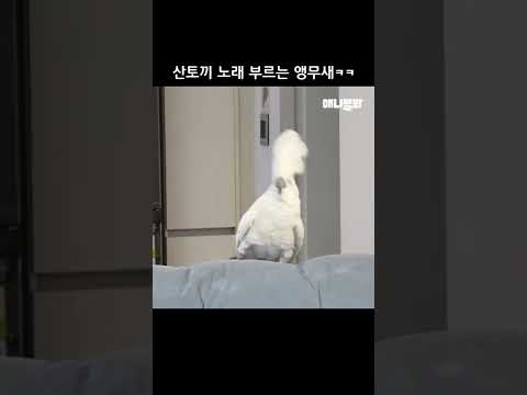<strong>산토끼</strong> 노래 부르는 앵무새ㅋㅋ