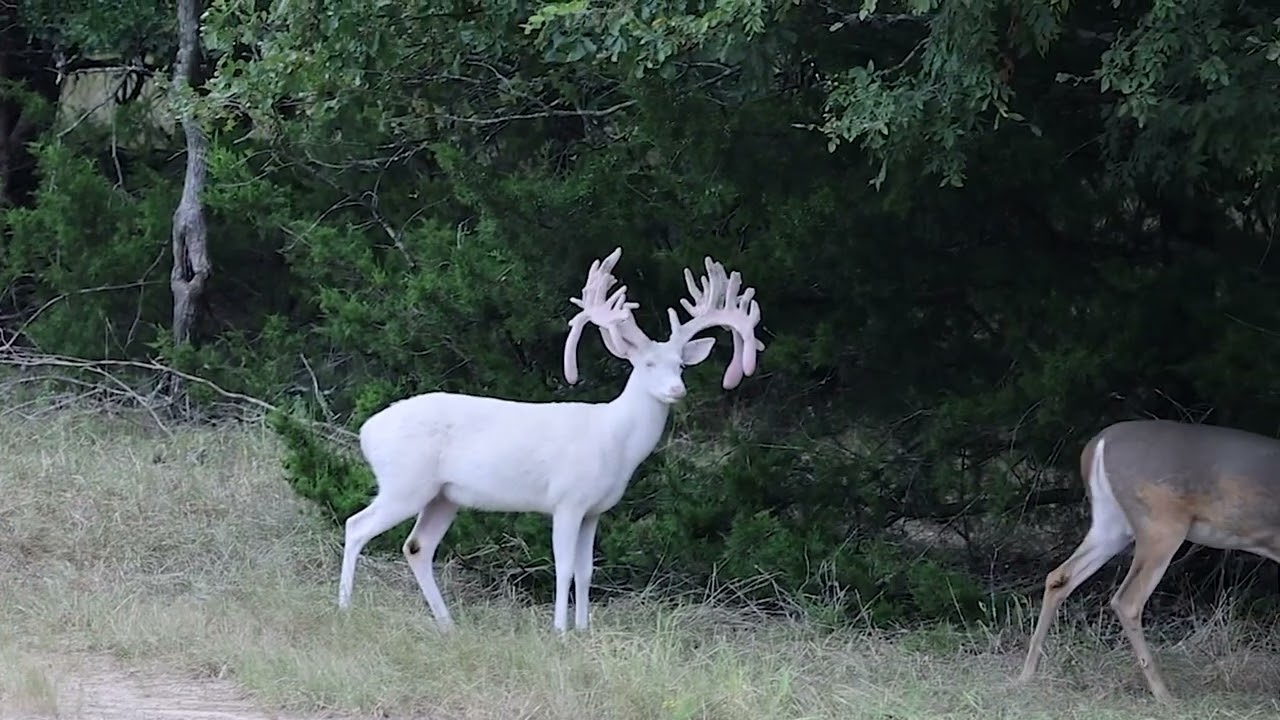Malouf Trophy Whitetails