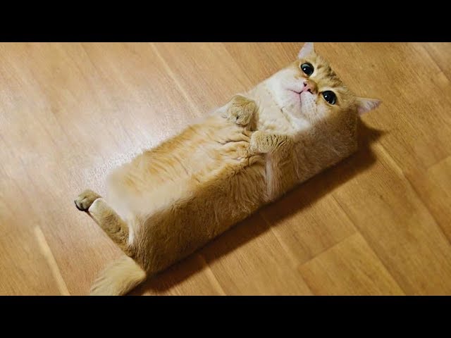 かわいい猫 笑わないようにしようとしてください 最も面白い猫の映画 298 Ichaowu 愛潮物