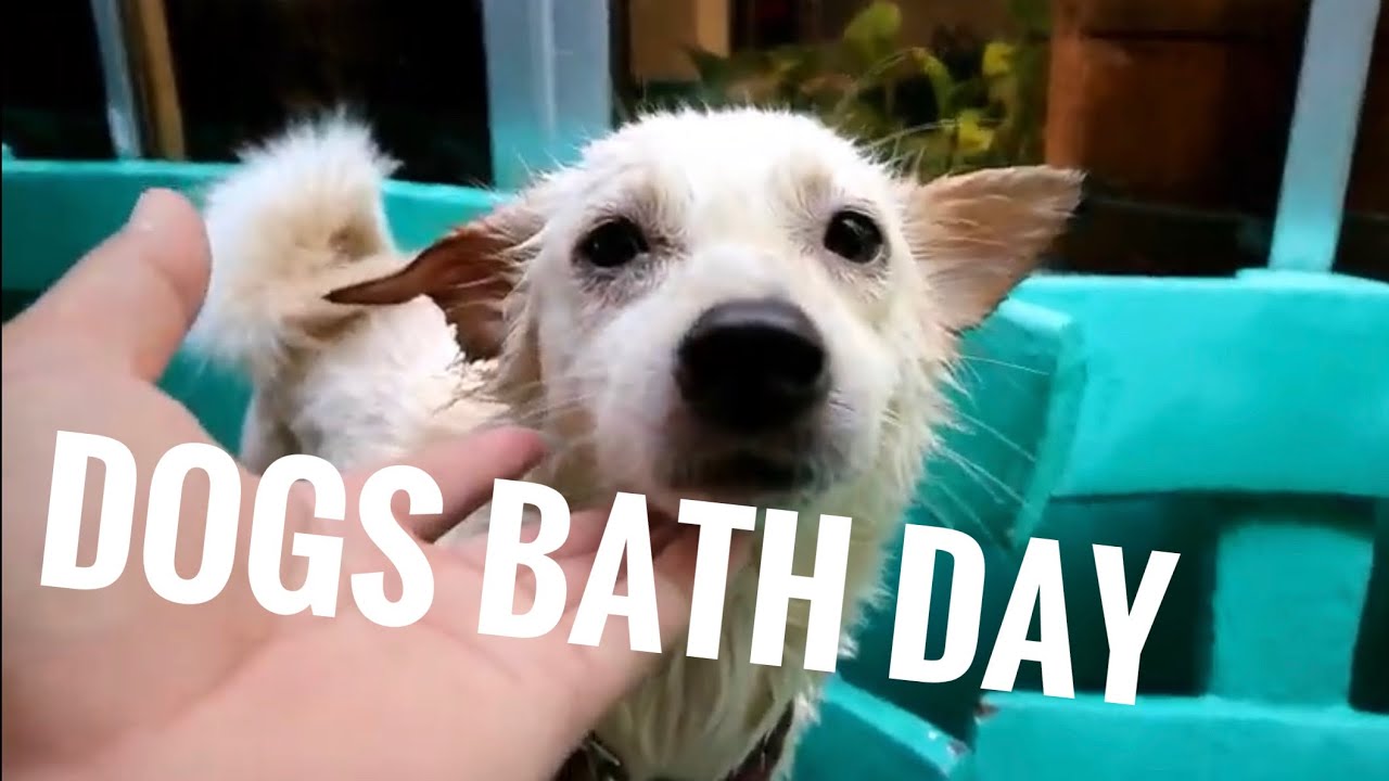 Dogs Bath Day | Peter RV