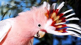 The Surprising Intelligence of Cockatoos