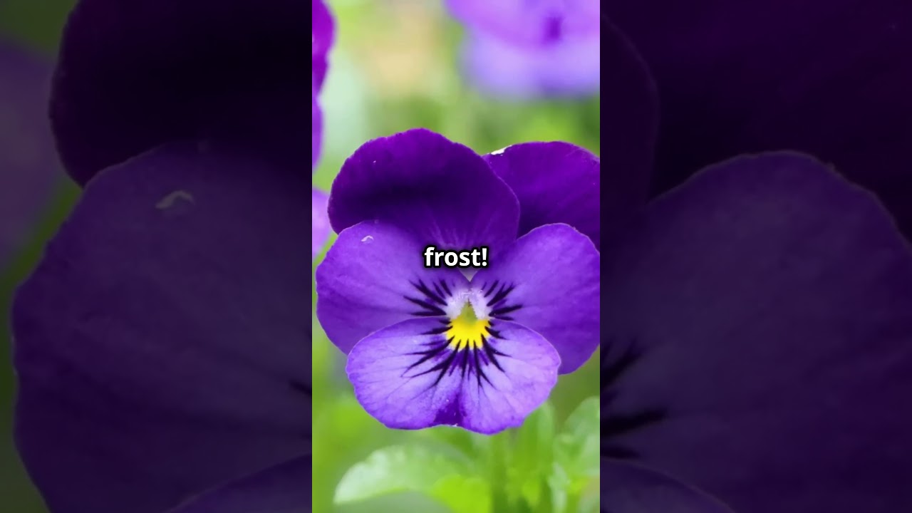 Transform Your Garden with These 5 Stunning Fall Plants #garden #gardeningtips