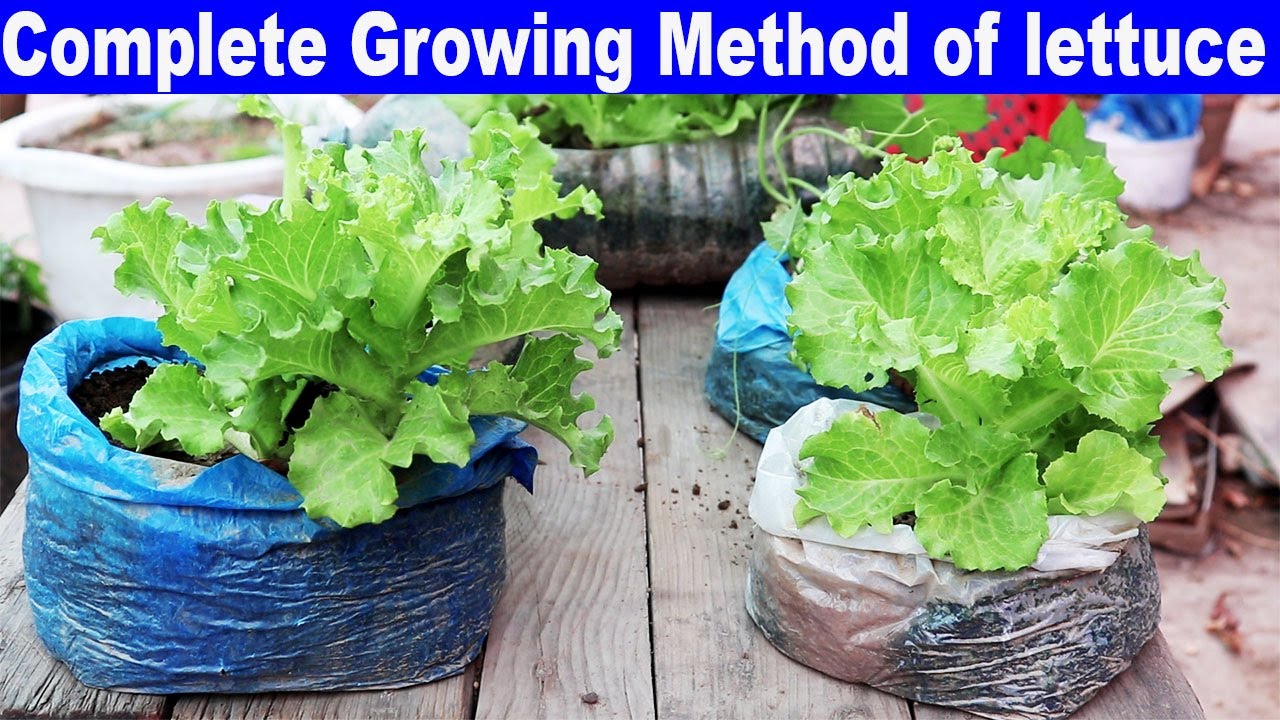 Recycle waste, grow lettuce salad leaves in plastic bags easy way YouTube