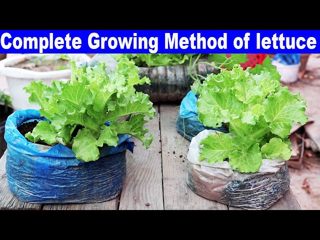 How To Grow Salad In Plastic Bags