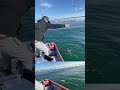 Bonito Fishing in San Diego Bay | Slow Pitch Jig Action! #shorts