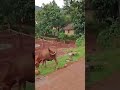 beautiful place Mangalore Vijaya Shiva Kumar journey fantastic day green parisar malanad like