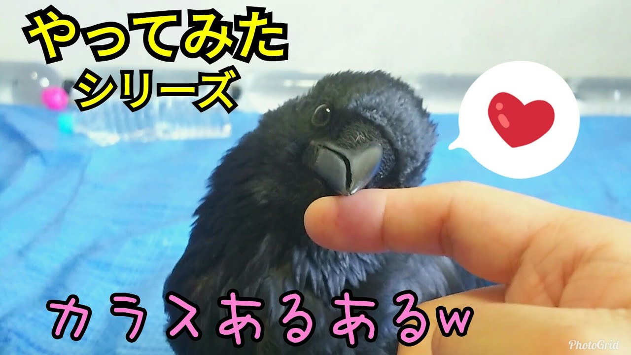 【あるあるネタ】カラスのあるあるをやってみたw 漫画実写化もあり📖 20181230、カラス - YouTube