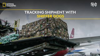 Tracking Shipment with Sniffer Dogs | To Catch a Smuggler | हिन्दी | Full Episode | S1 E8 | Nat Geo