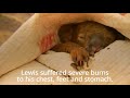 Rescuer’s shirt saves koala from Australian bushfire