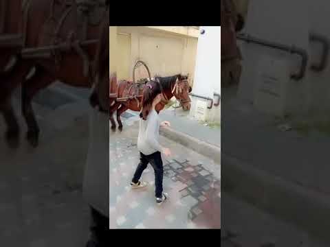 بحبك ايه وانا لو عليا اجيب لك من القمر حتة