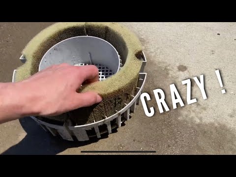 Cleaning an Aquarium filter 8 months later!!!!